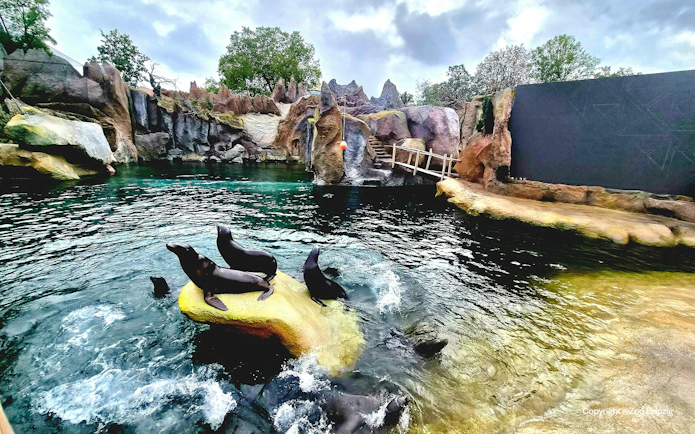 Seals resting on rocks in the water at Zoo Leipzig.