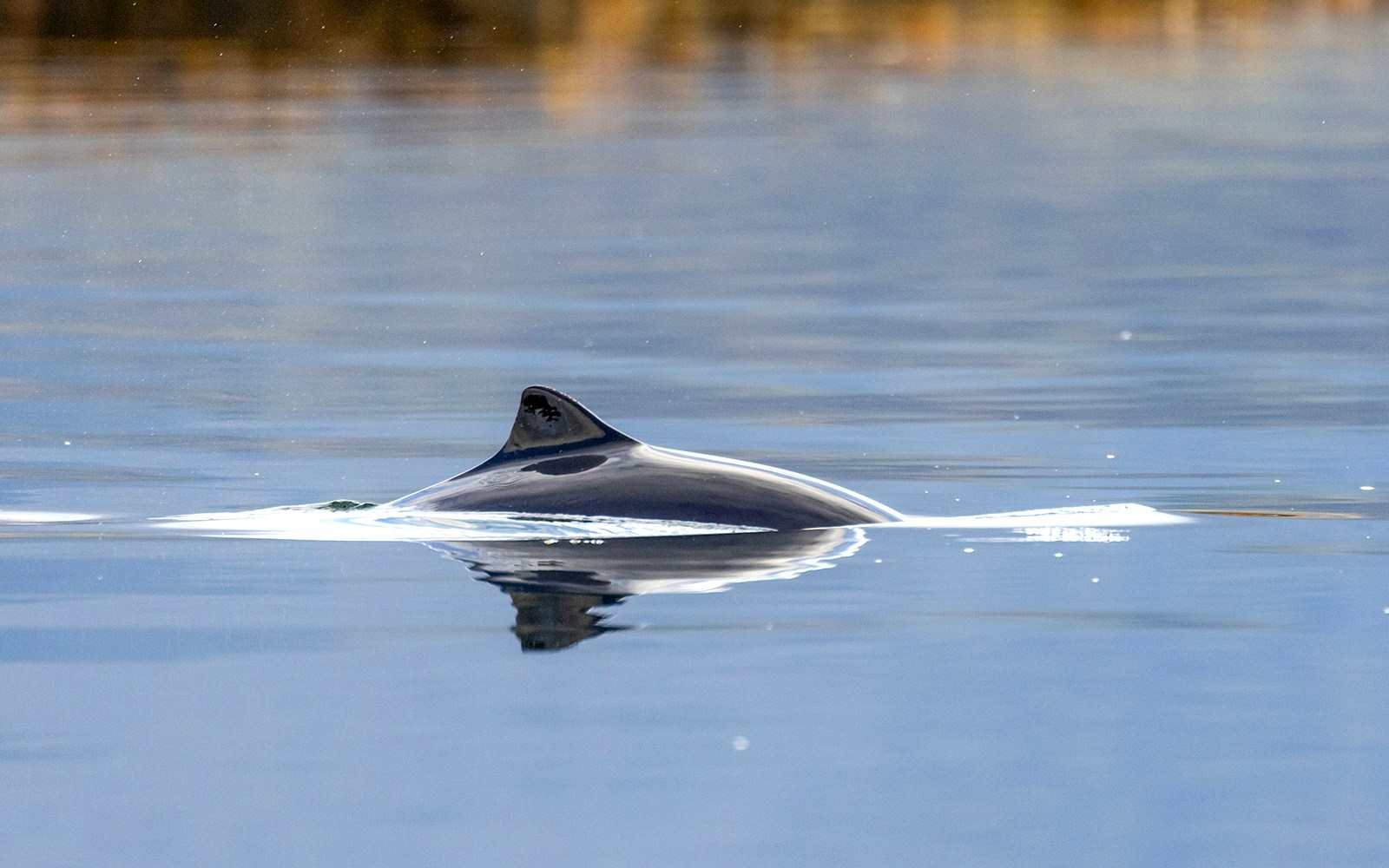 Harbor porpoises