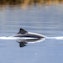 Porpoise-spotting
