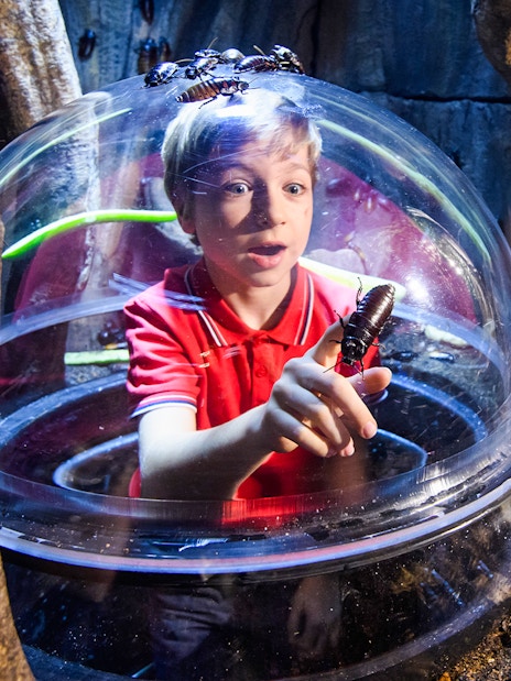 Child observing cockroaches in SEA Life London Rainforest section.