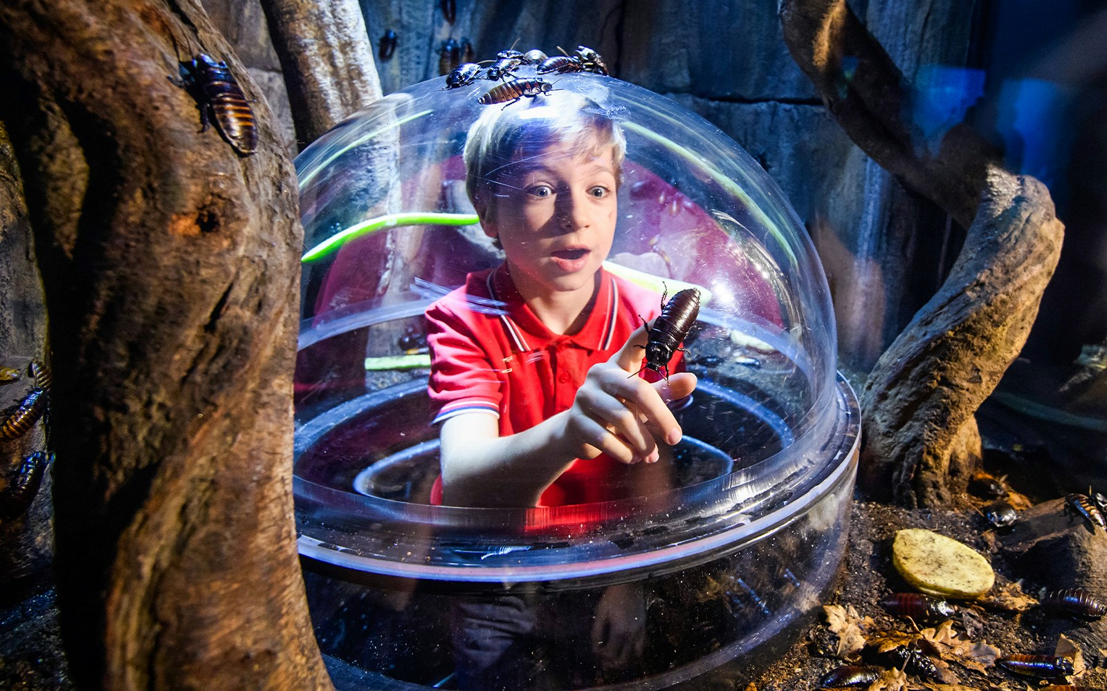 Child observing cockroaches in SEA Life London Rainforest section.