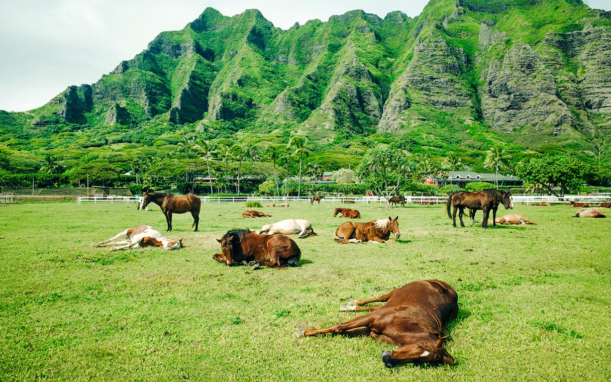 Horses resting in a green field with Kualoa Ranch mountains in the background, Oahu, Hawaii.