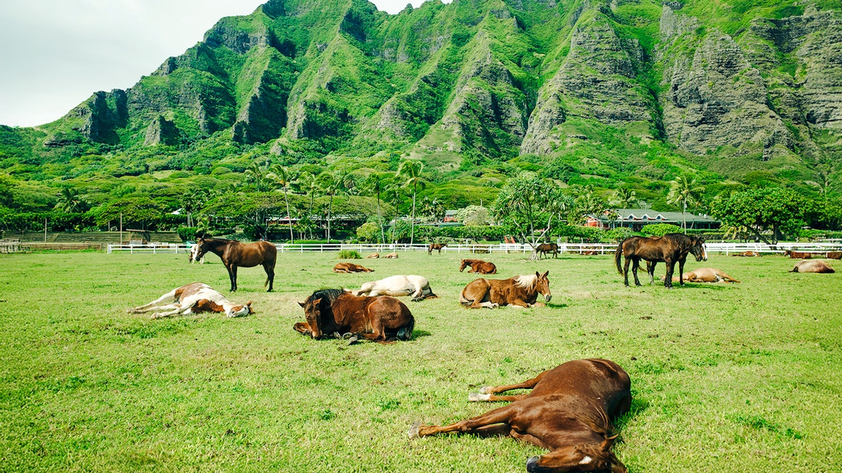 Horses resting in a green field with Kualoa Ranch mountains in the background, Oahu, Hawaii.
