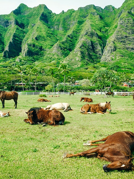 Horses resting in a green field with Kualoa Ranch mountains in the background, Oahu, Hawaii.