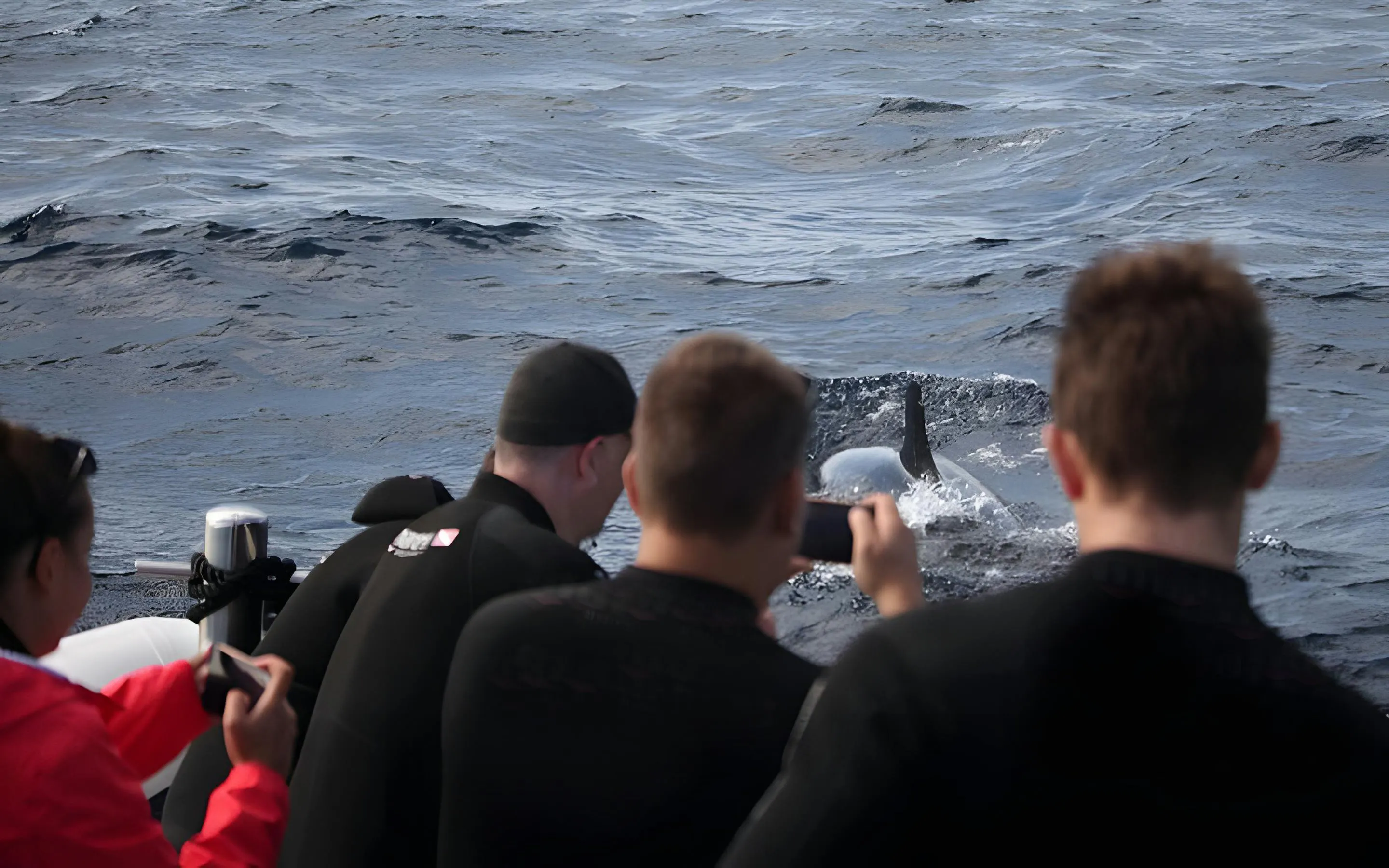 Tourists on a speedboat watching dolphins in Madeira waters.