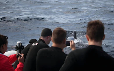 Tourists on a speedboat watching dolphins in Madeira waters.