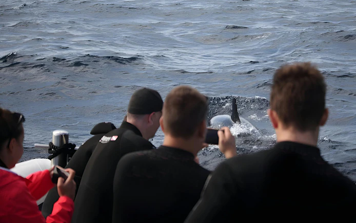 Tourists on a speedboat watching dolphins in Madeira waters.
