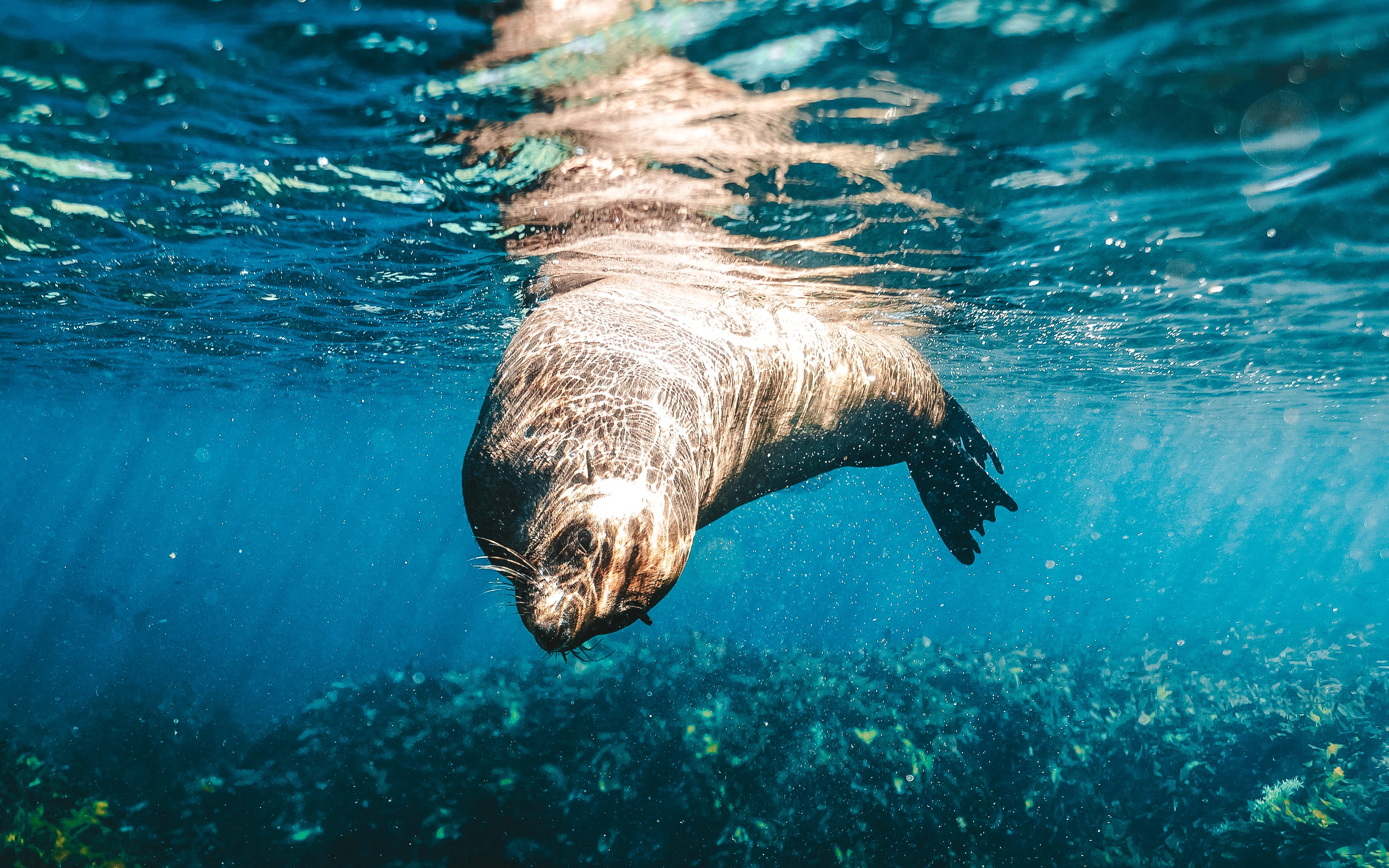 Snorkeling with a sea lion underwater near Perth, Australia.