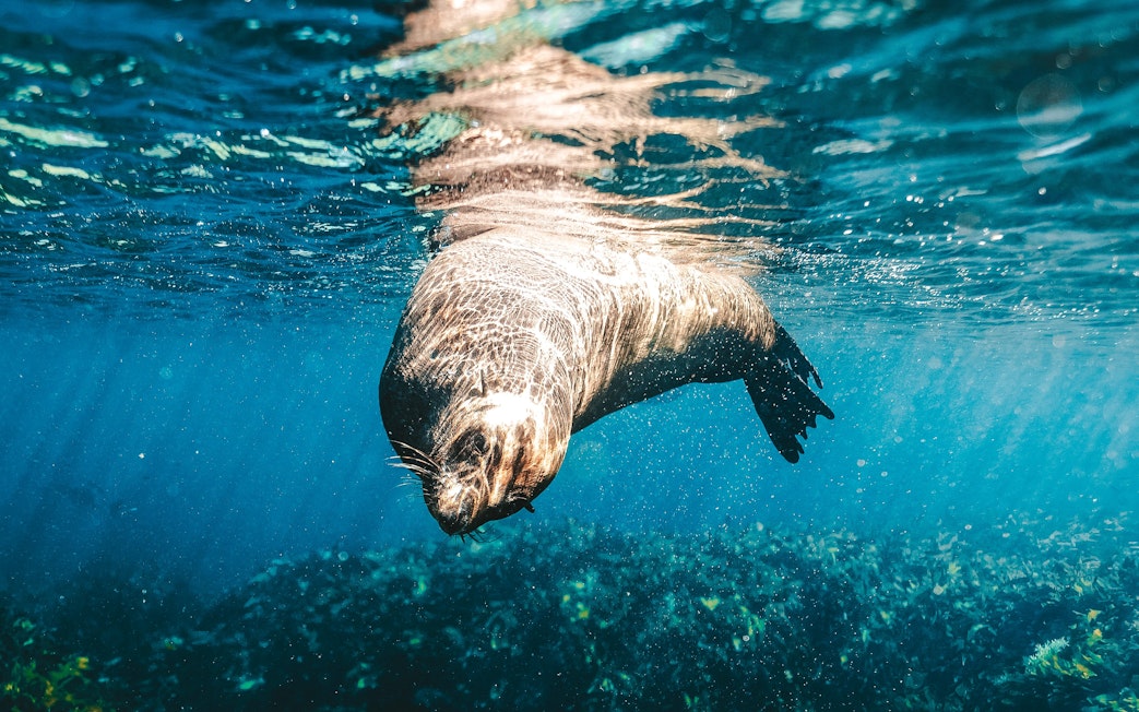 Snorkeling with a sea lion underwater near Perth, Australia.