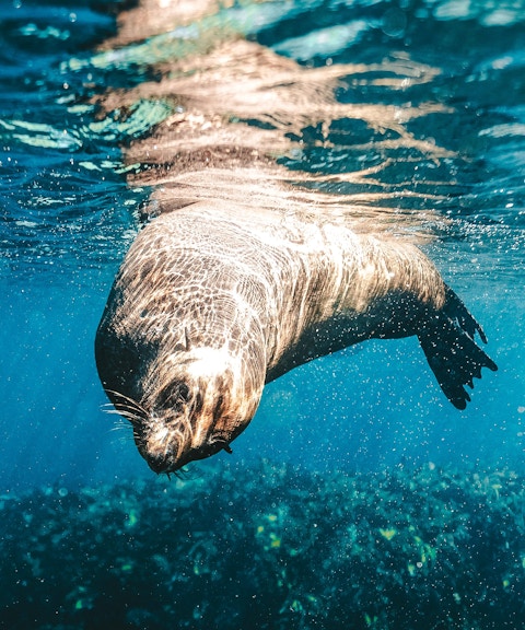 Snorkeling with a sea lion underwater near Perth, Australia.