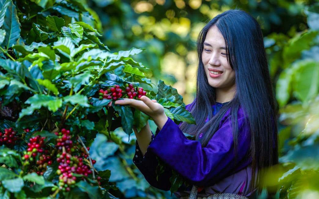 Woman examining ripe coffee cherries on a coffee farm.