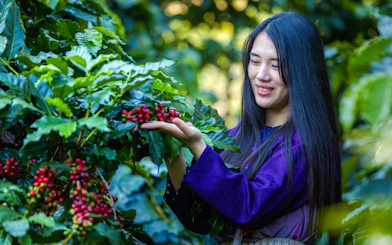 Woman examining ripe coffee cherries on a coffee farm.