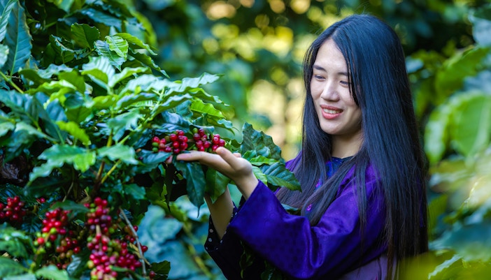 Woman examining ripe coffee cherries on a coffee farm.