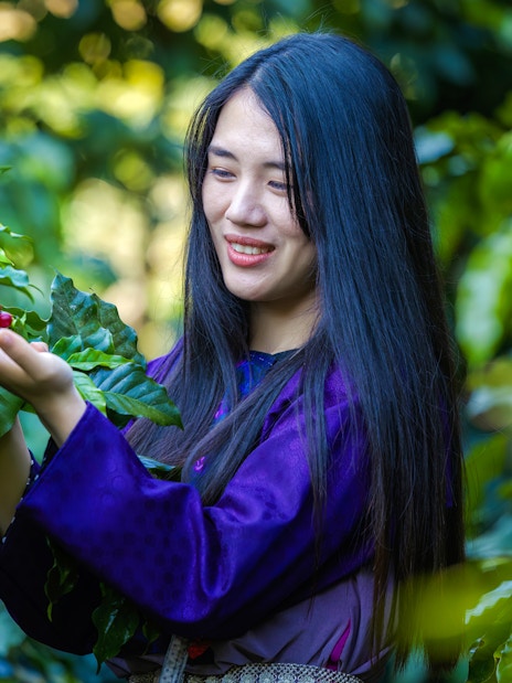 Woman examining ripe coffee cherries on a coffee farm.