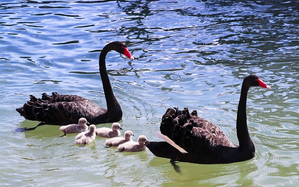 Black swans with cygnets swimming in a pond.