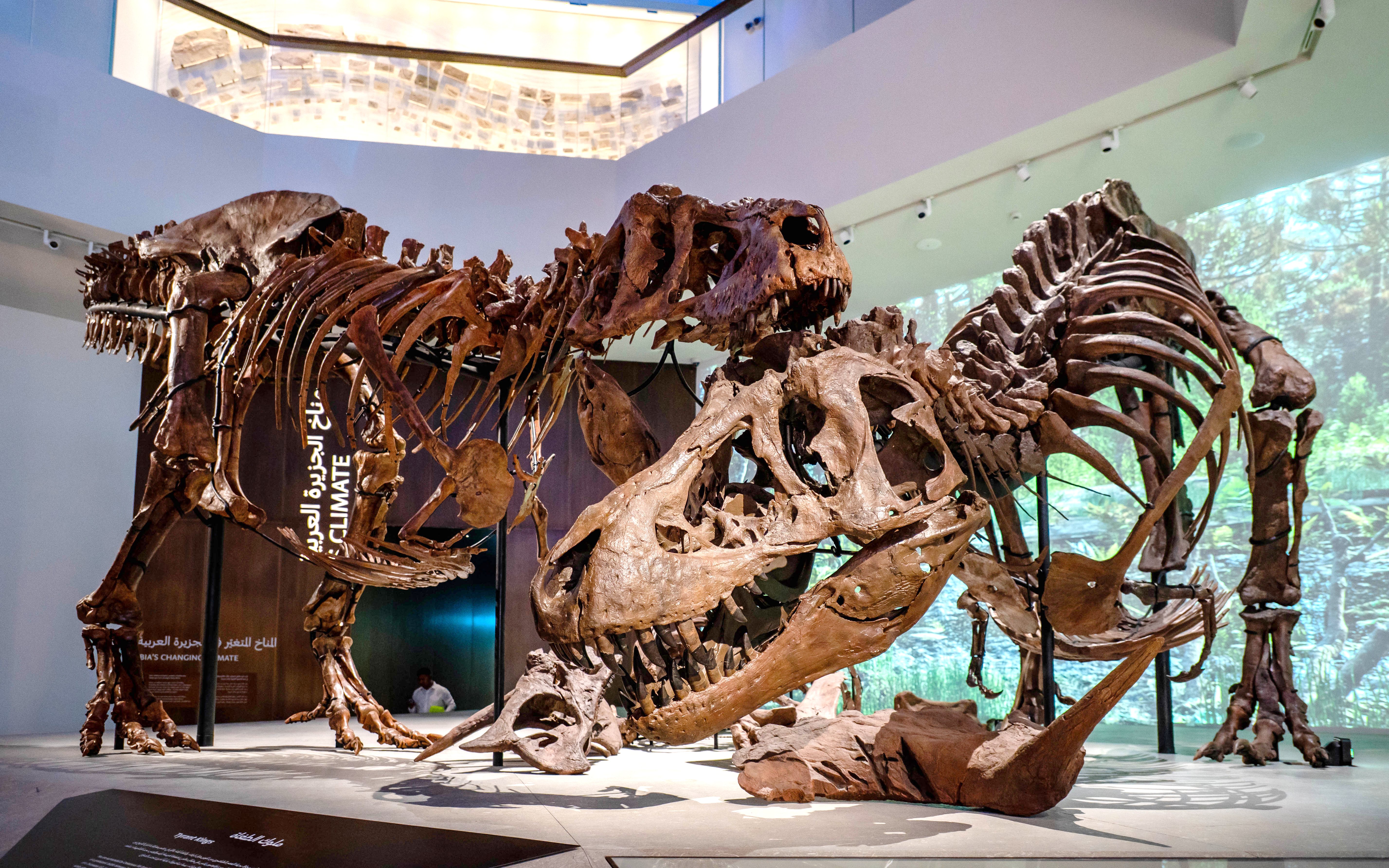 Tyrannosaurus rex skeletons at National History Museum, Abu Dhabi exhibit.