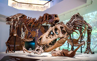 Tyrannosaurus rex skeletons at National History Museum, Abu Dhabi exhibit.
