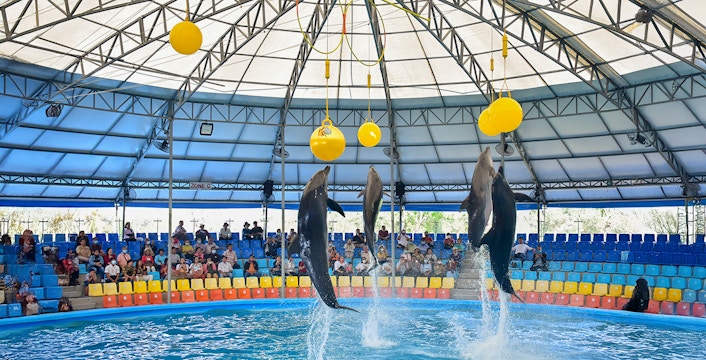 Entradas Espectáculo de los delfines