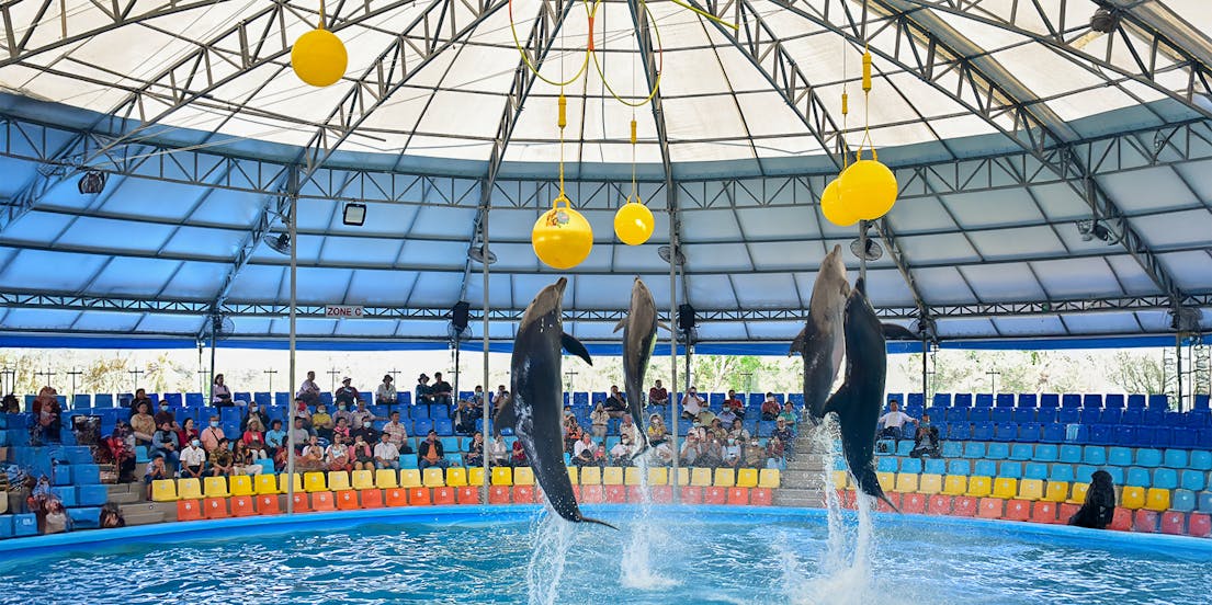 Ingressos para Dolphin Show