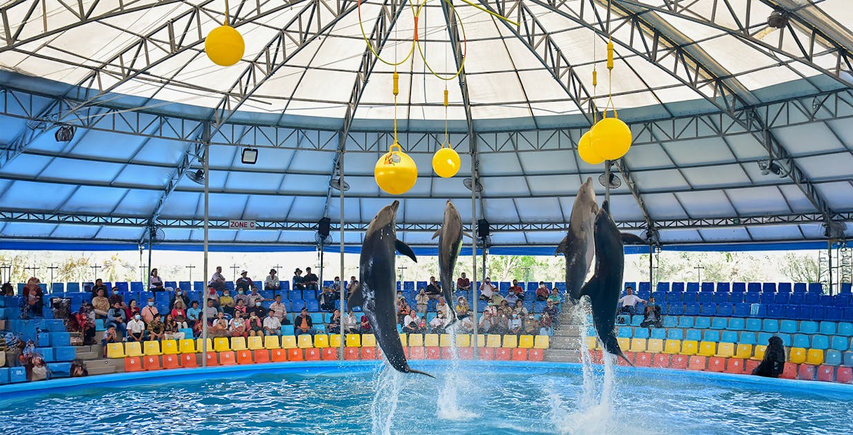 Ingressos para Dolphin Show