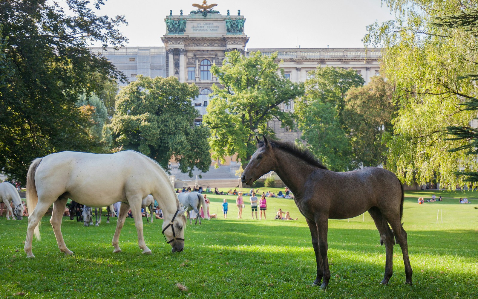 Piber meets Vienna at the Spanish Riding School Vienna