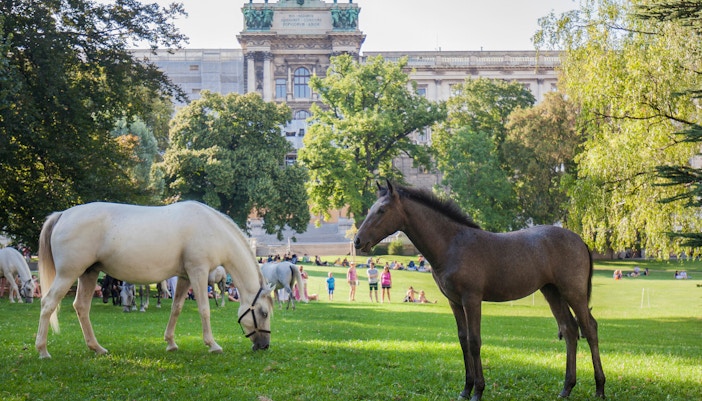 Piber encontra Viena na Escola de Equitação Espanhola