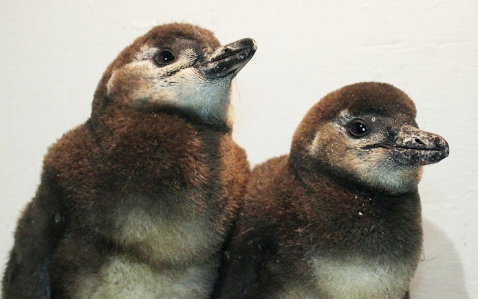 Two penguins at Maxell Aqua Park Shinagawa.