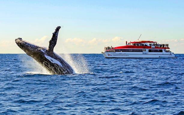 Whale breaching near a cruise ship on a Sydney whale watching tour.