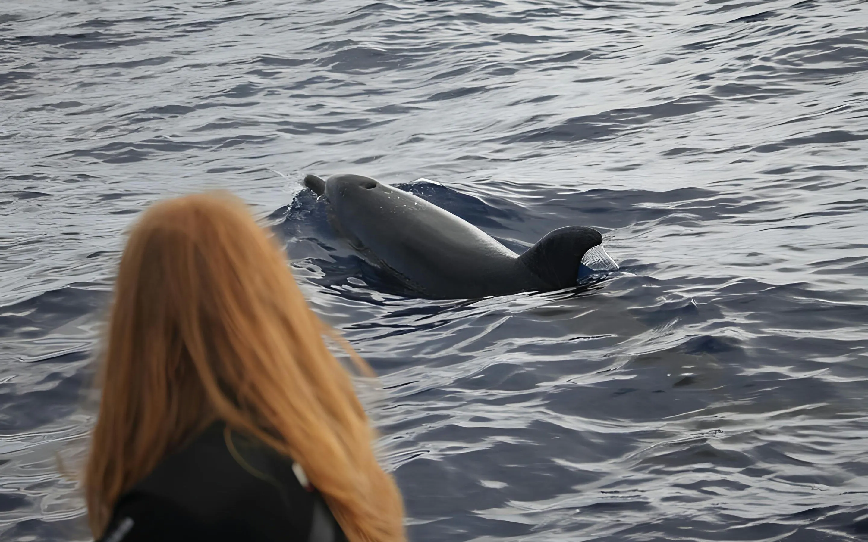 Dolphin swimming near a person on a Madeira whale watching speedboat tour.