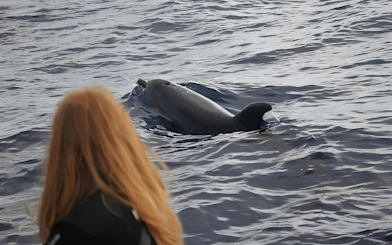 Dolphin swimming near a person on a Madeira whale watching speedboat tour.