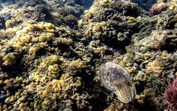 Cuttlefish swimming over coral reef in Arrábida Natural Park.