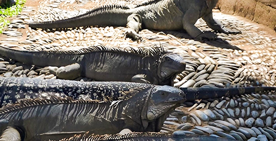 Parque de Reptiles de Bali