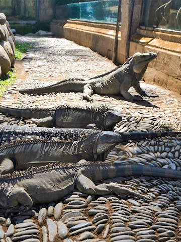 Iguanas basking on stone path at Bali Reptile Park.