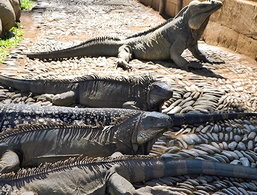 Iguanas basking on stone path at Bali Reptile Park.