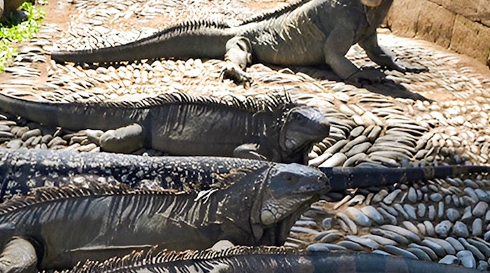 Iguanas basking on stone path at Bali Reptile Park.