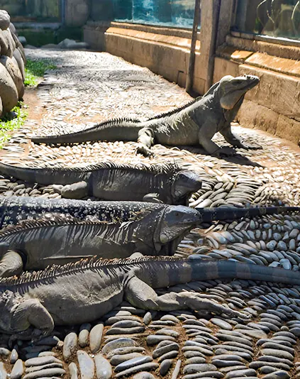 Iguanas basking on stone path at Bali Reptile Park.