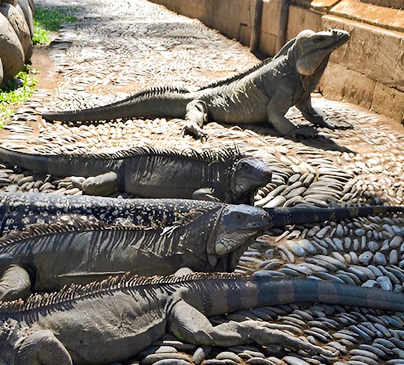 Iguanas basking on stone path at Bali Reptile Park.