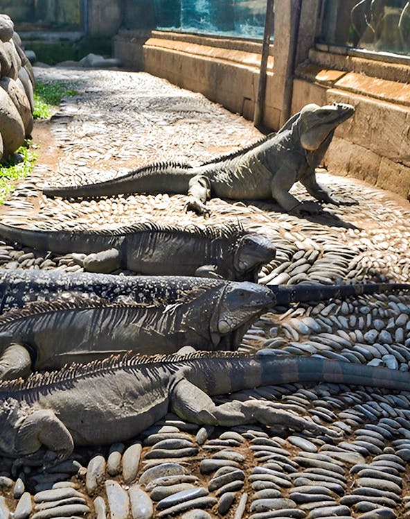 Iguanas basking on stone path at Bali Reptile Park.