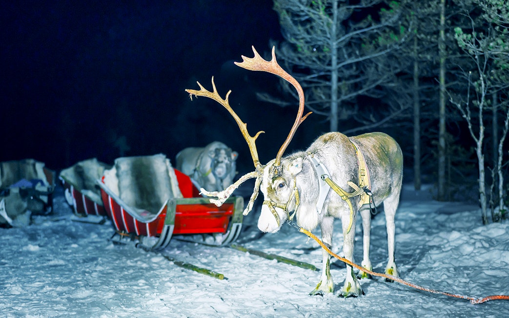 Reindeer pulling a sleigh at night in snowy Rovaniemi forest.