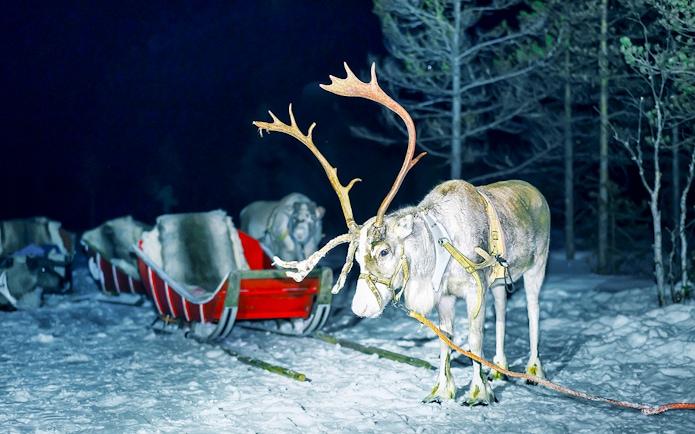 Reindeer pulling a sleigh at night in snowy Rovaniemi forest.