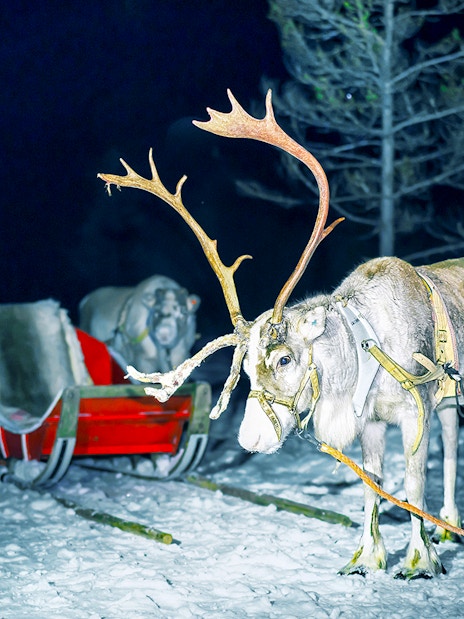Reindeer pulling a sleigh at night in snowy Rovaniemi forest.