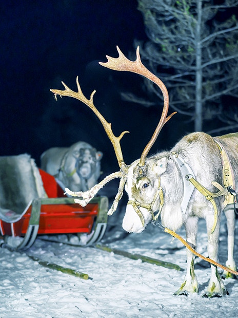 Reindeer pulling a sleigh at night in snowy Rovaniemi forest.
