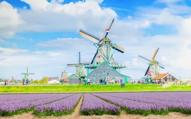Windmills at Zaanse Schans with blooming lavender fields in the foreground.