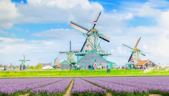Windmills at Zaanse Schans with blooming lavender fields in the foreground.
