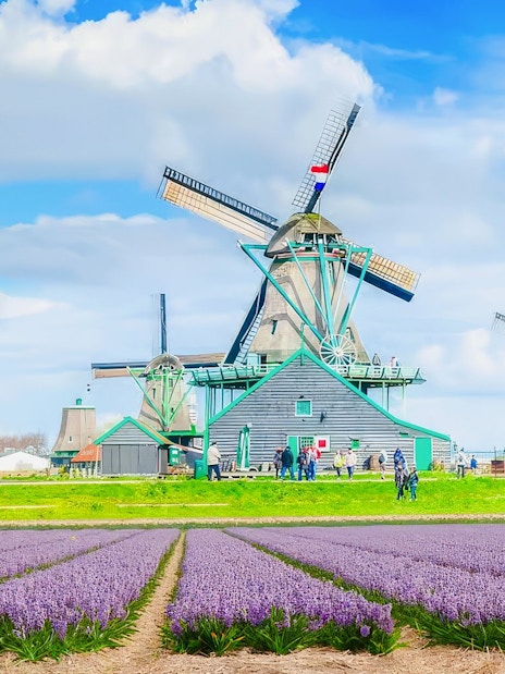 Windmills at Zaanse Schans with blooming lavender fields in the foreground.