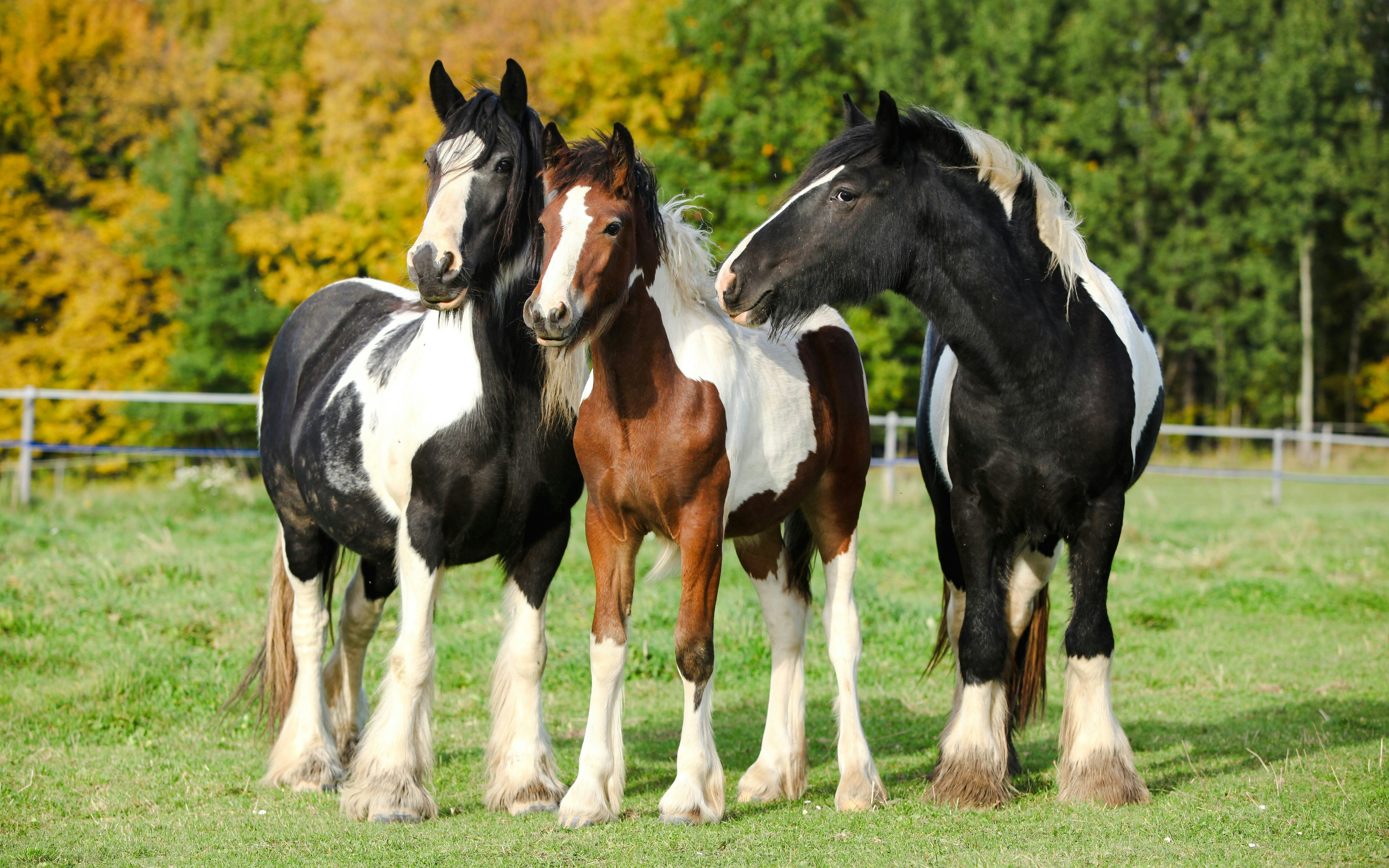 Three horses standing in a grassy field with autumn trees in the background.