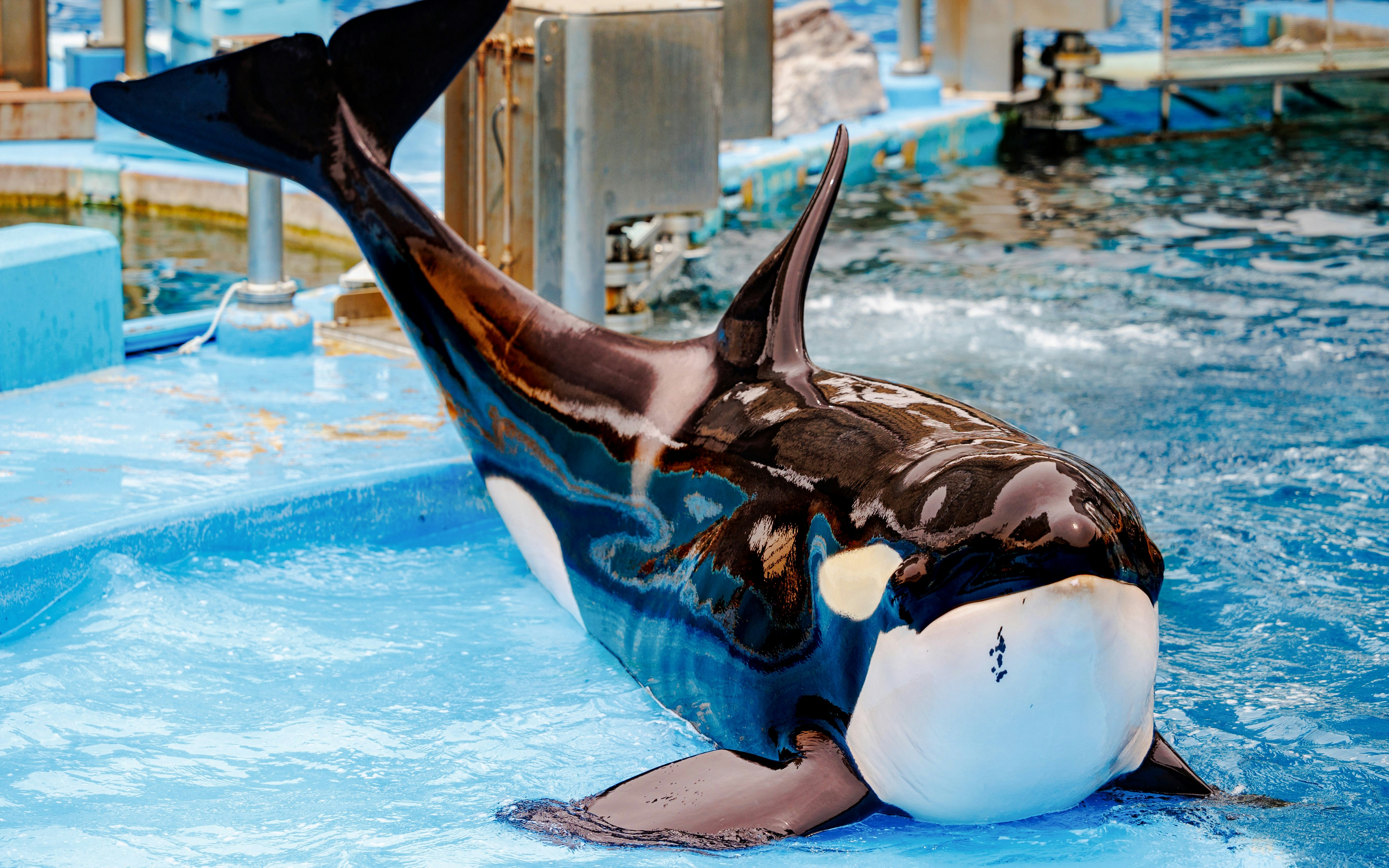 Orca resting on the edge of an aquarium pool.