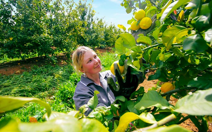 Person harvesting oranges in Algarve orchard.