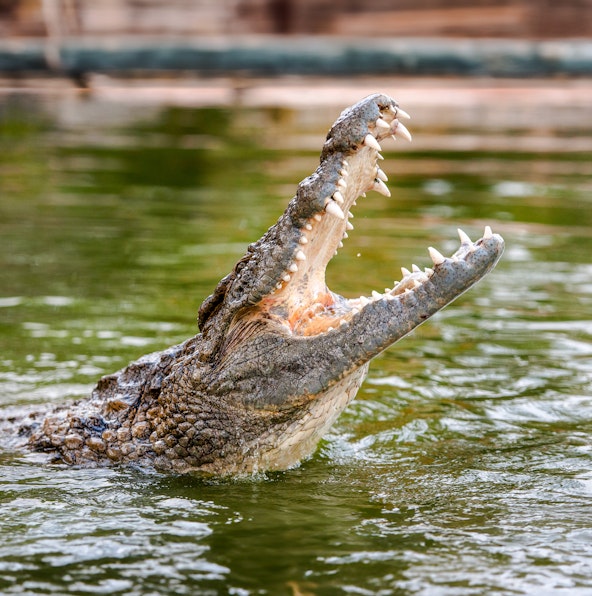 A guide to planning the perfect trip to Dubai Crocodile Park
