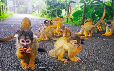 Squirrel monkeys on a path at Ishigaki Yaima Village, Japan.
